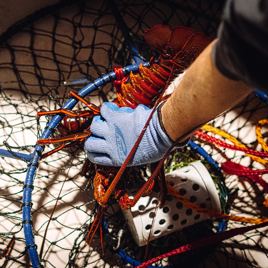 LOBSTER HOOPING: DEEP WATER