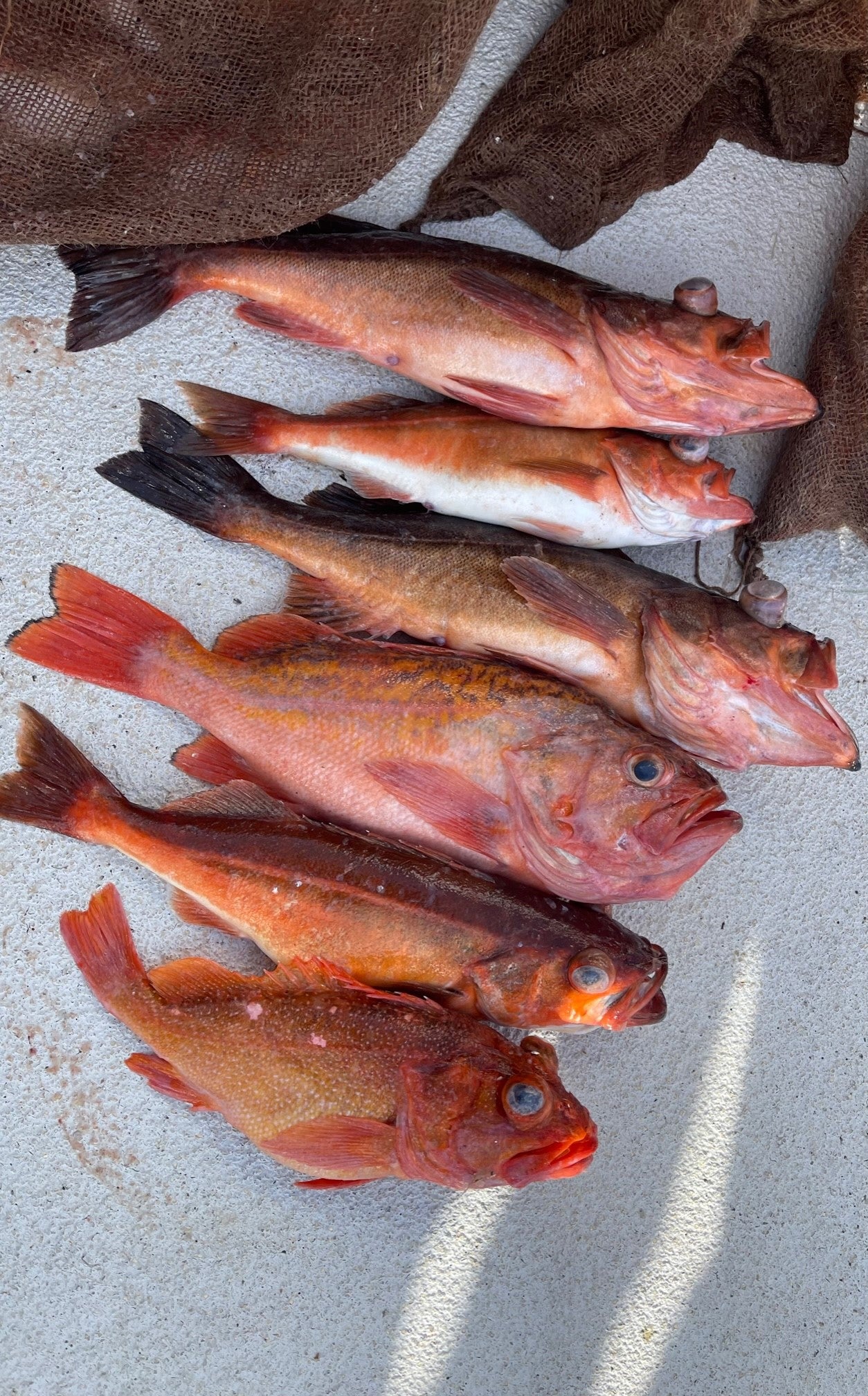 Trip Report: Rockfish in Mexican Waters 01/12/2023