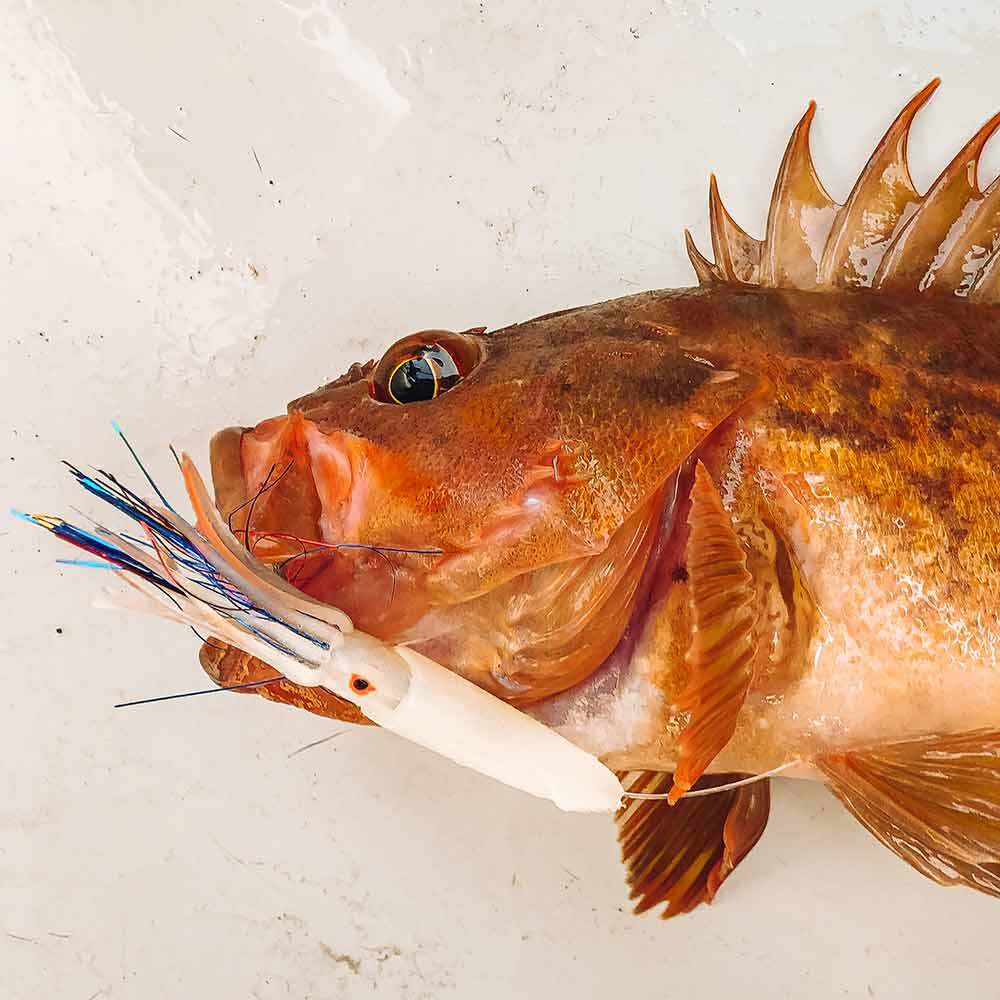 Rock Cod/Sand Dab RIgs