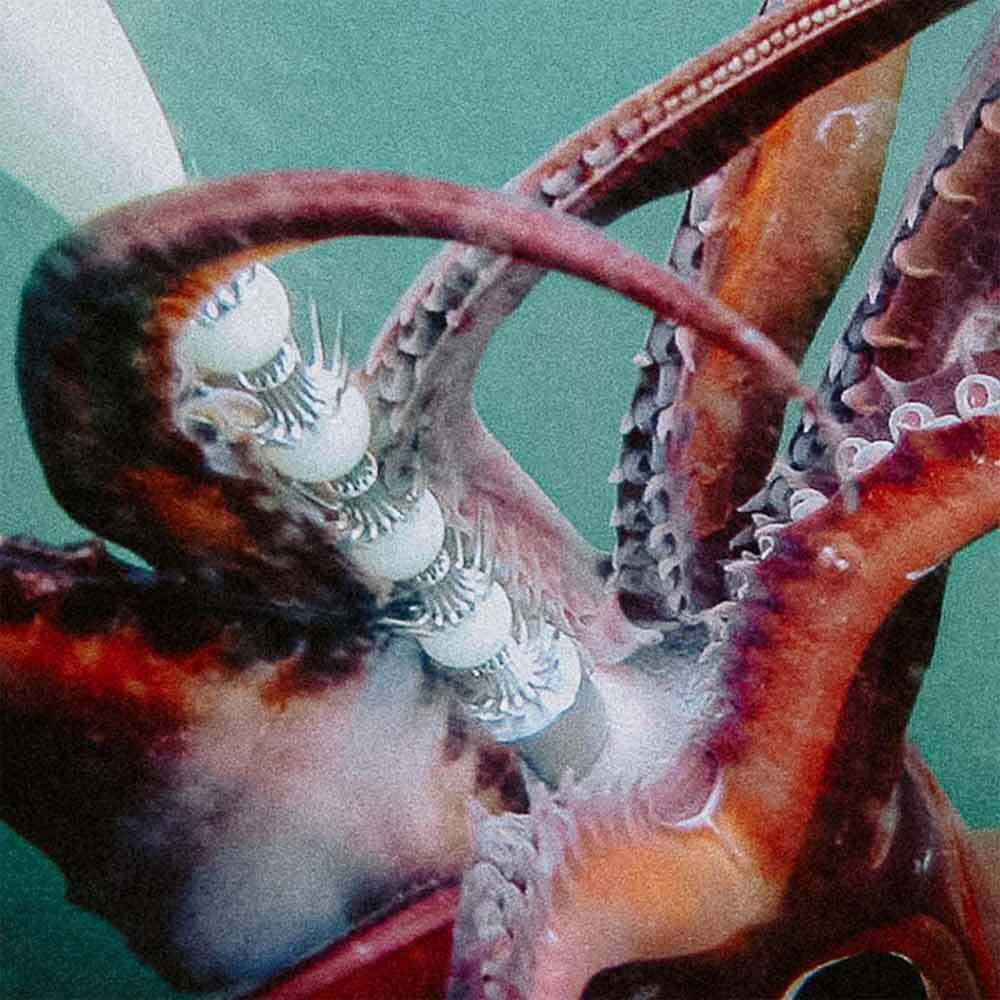 Squid Jigs N' Gangions