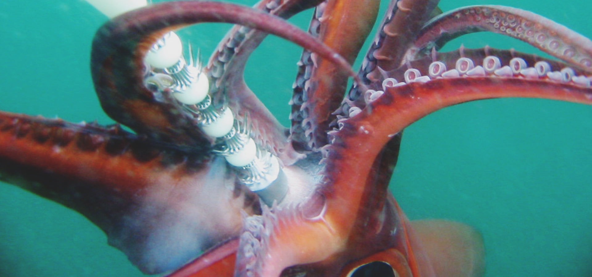 Squid Jigs & Catchers