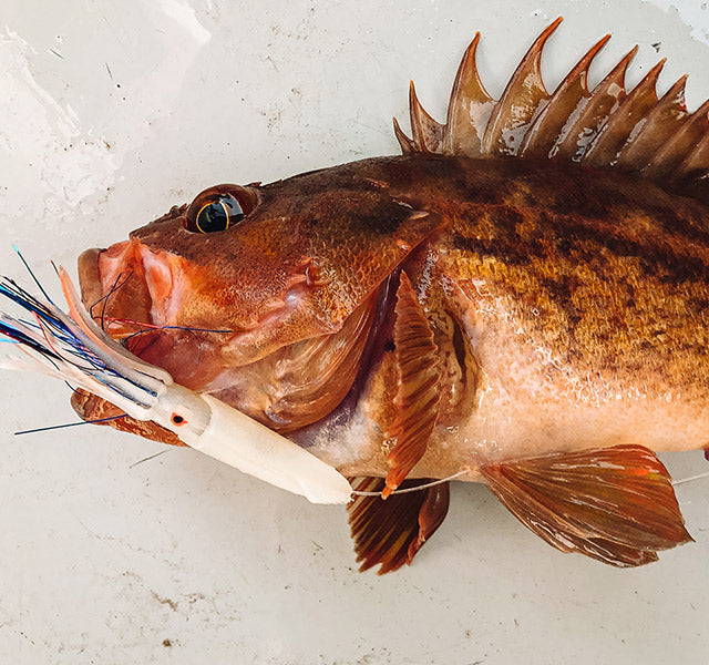 Ahi USA 7" Rock Cod Squirts
