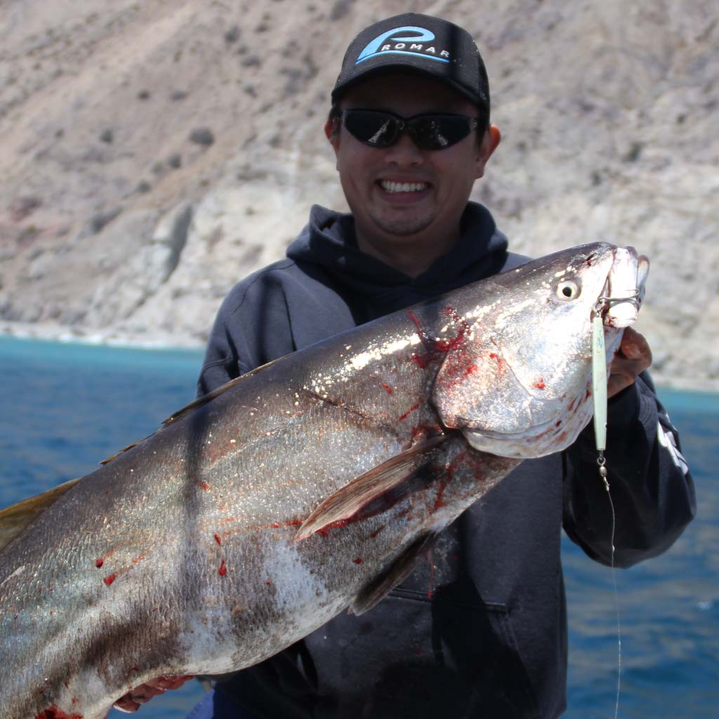 WHITE SEABASS ON THE JIG