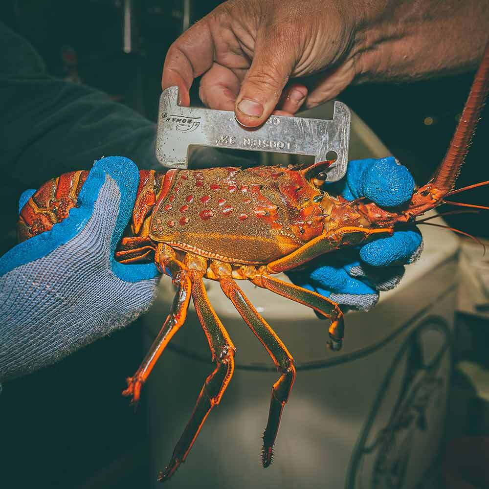 CLIPS, ACCESSORIES, GAUGES