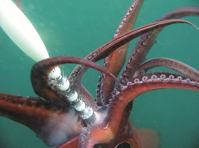 Ahi USA Giant Squid Jigs In Action